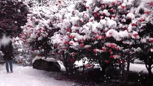 “雪中花”