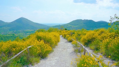 唯美油菜花
