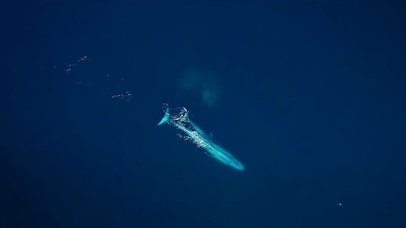 Mr.阿苗32-蔚蓝海蓝鲸