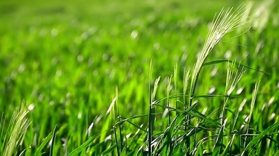 绿色大麦风中摇曳