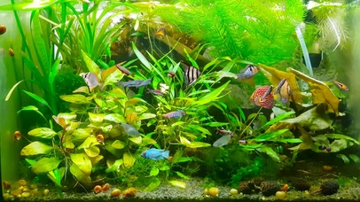 养眼绿草水族馆鱼