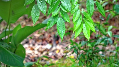 雨中叶子