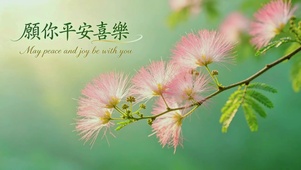 治愈合欢花