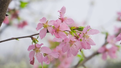 春天樱花