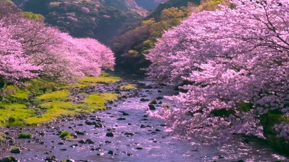 山水河岸樱花