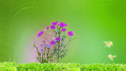 4K唯美治愈花开