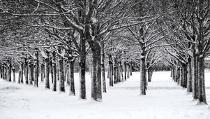 伤感雪树林