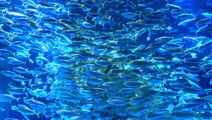 海底鱼群