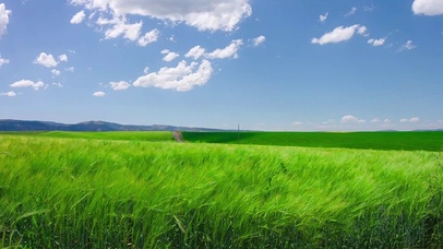 清新护眼麦田绿