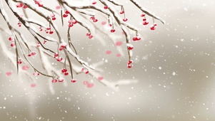 白雪覆梅 红装素裹