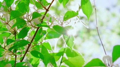 唯美清新晨曦 4K