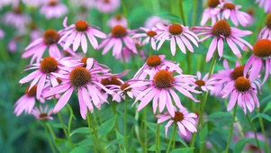 邹菊