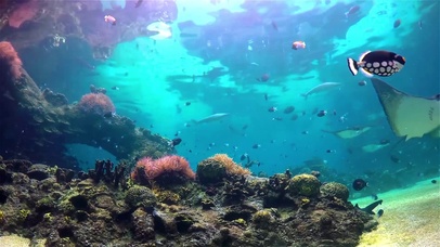 宁静海底水族馆
