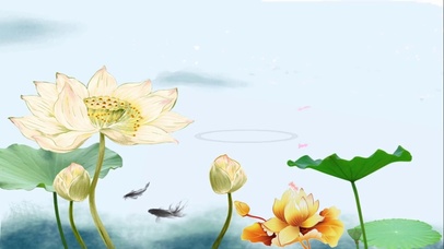 金色荷塘锦鲤