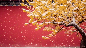 红墙雪景