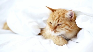 打哈欠的姜猫