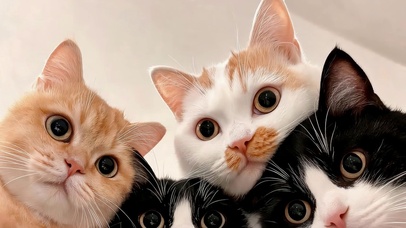 猫咪的凝视