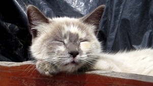 【桌面养猫】慵懒的小猫