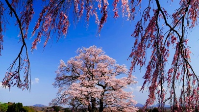 春天唯美樱花树
