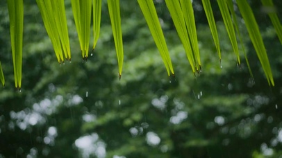 护眼雨中绿叶