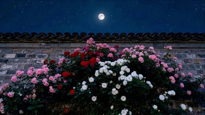 月夜古城墙蔷薇花影