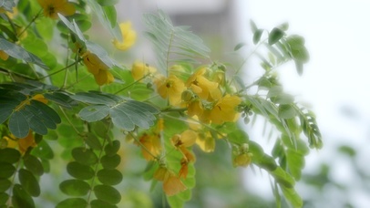 空灵花草