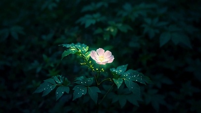 幽林里的粉花星芒