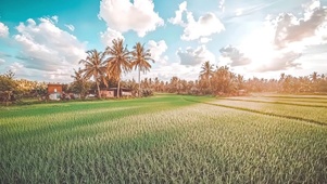 阳光清新热带稻田