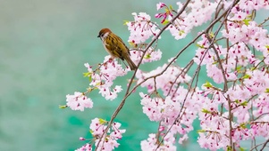 樱花小鸟