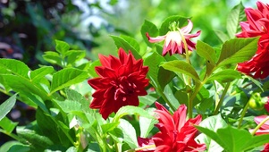 夏季唯美花朵