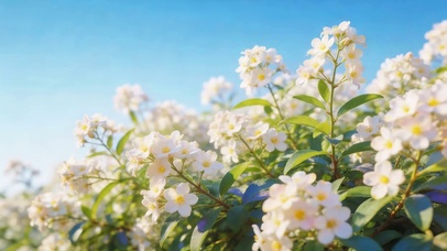 小清新鲜花