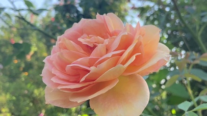 4K自然美景粉色月季花朵花儿