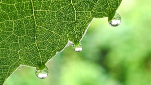 【4K】雨后叶尖上的露水