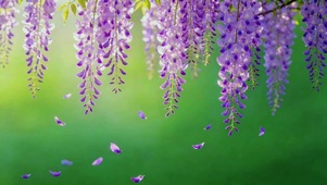 治愈紫藤花