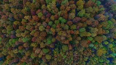 五颜六色的树梢