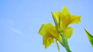 黄色的芭蕉花