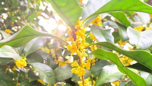 桂花树
