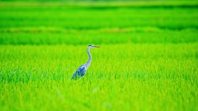 稻田白鹭