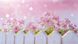 治愈鲜花