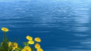 海边的花朵