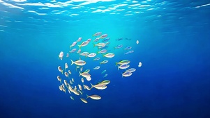 碧海鱼群