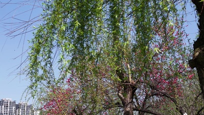 春天柳枝发芽升格