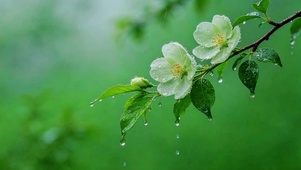 雨中清新花枝