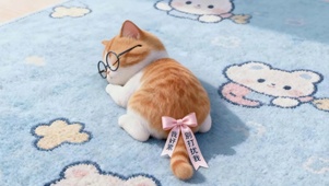 戴眼镜酣睡的小橘猫崽