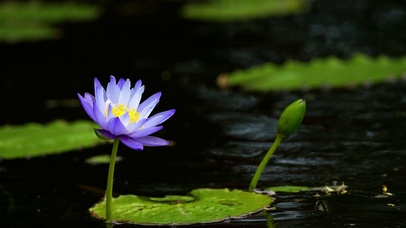 蓝莲花-4k