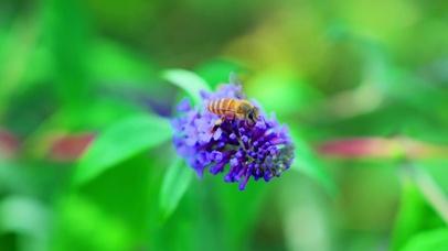 鲜花蜜蜂