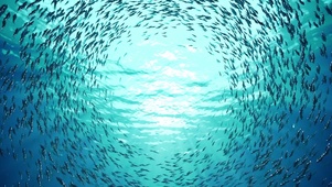 海底鱼群