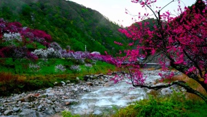 河边腊梅花