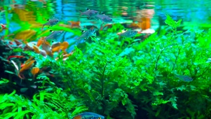 护眼青草小鱼