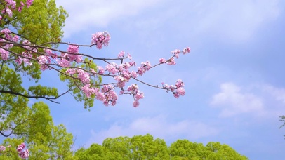 唯美春季蓝天樱花